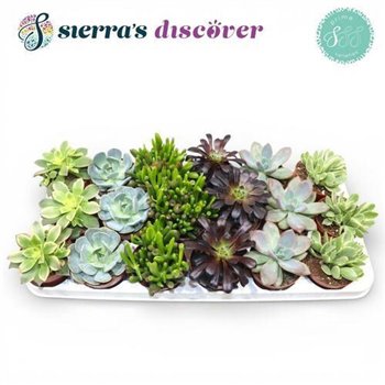 Sukulente Succulent Valencia Mix Discover® 12cm 8.5cm Q1699