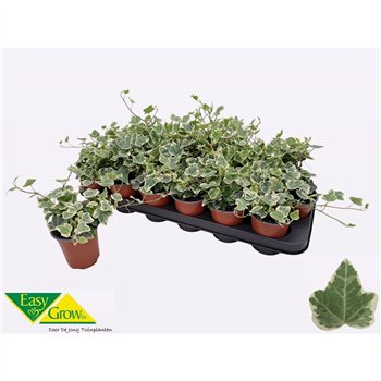Hedera helix white wonder 15cm 9cm Q2679