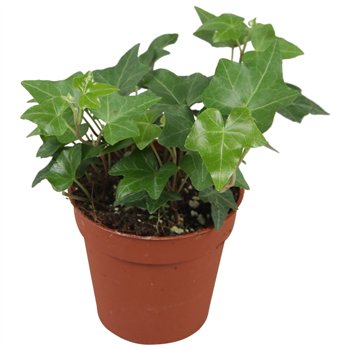 Hedera helix green groen5 0 - 7 4 cm pp 5cm 9cm Q2703