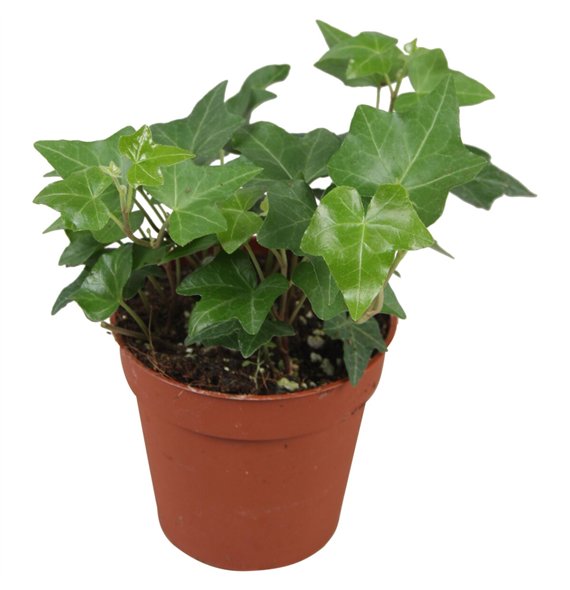 Hedera helix green groen5 0 - 7 4 cm pp 5cm 9cm Q2703