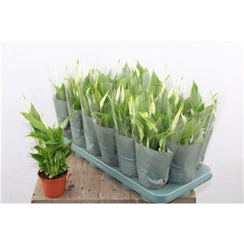 Spatifil chopin Chopin 3+ 30cm 9cm Q5131