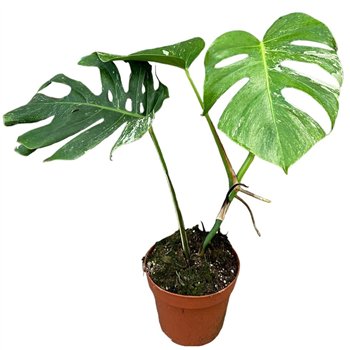 Monstera deliciosa variegata Deliciosa Variegata 3 pp 50cm 17cm Q3300