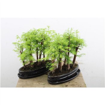 Bonsaj Outdoor 45cm 31cm Q4209