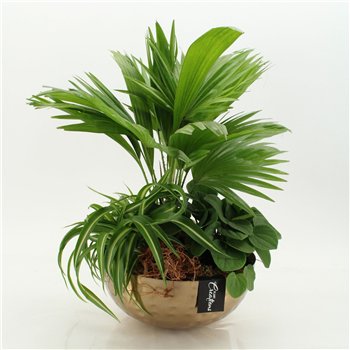 Nasad GRCR-2671 Green Essentials 3 pp 55cm 26cm Q4743