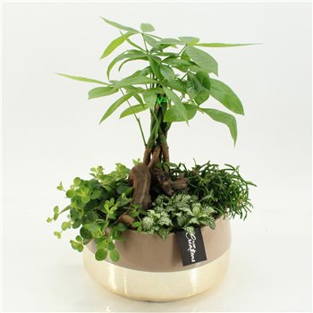 Nasad GRCR-2669 Green Essentials 4 pp 55cm 25cm Q4745