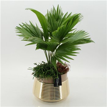 Nasad GRCR-2668 Green Essentials 2 pp 55cm 20cm Q4746