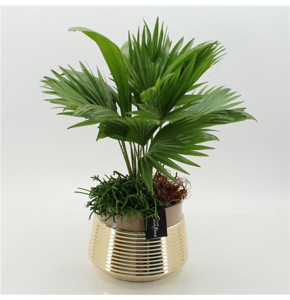 Nasad GRCR-2668 Green Essentials 2 pp 55cm 20cm Q4746