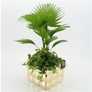 Nasad GRCR-2667 Green Essentials 2 pp 60cm 18cm Q4747