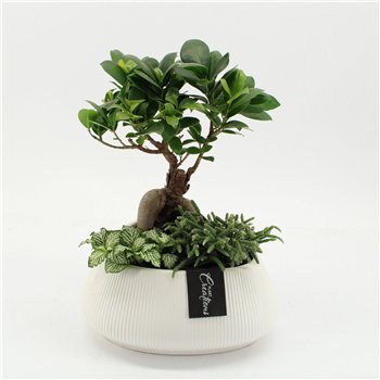 Nasad GRCR-2665 Green Essentials 3 pp 45cm 24cm Q4749