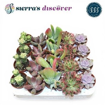 Sukulente Succulent Barcelona Mix Discover® 12cm 5.5cm Q1698