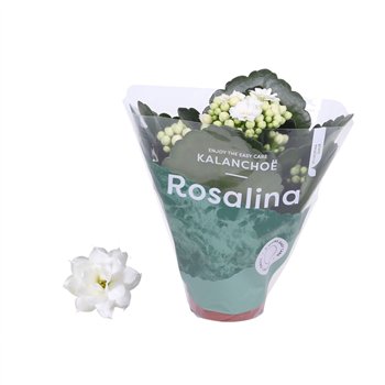 Kalanhoja rosalina don dione wit 12cm 6cm Q3135
