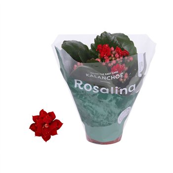 Kalanhoja rosalina don justino rood 12cm 6cm Q3138