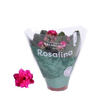 Kalanhoja blossfeldiana rosalina don victorio paars1 pp 12cm 6cm Q3168