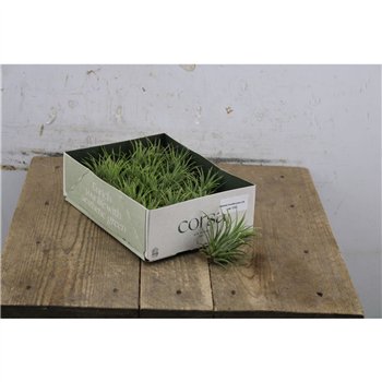Tillandsia Green 5cm 5cm Q4990