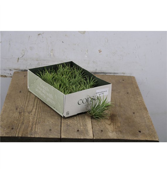 Tillandsia Green 5cm 5cm Q4990