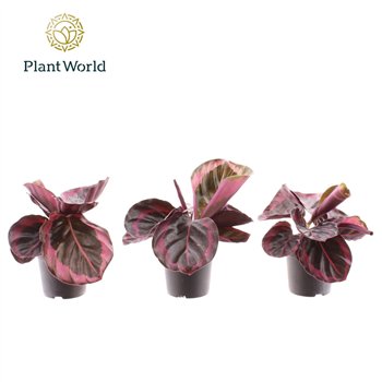 Kalateja Princess Jesse 7 cm 20cm 7cm Q1721