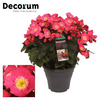 Begonija (elatior grp) belove rose Belove Rose Outdoor 35cm 19cm Q792