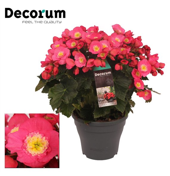 Begonija belove rose BELOVE 19cm Rose Decorum2 pp 35cm 19cm Q793