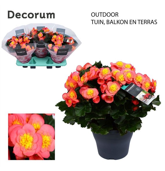 Begonija (elatior grp) belove peach Betulia Peach 35cm 19cm Q810