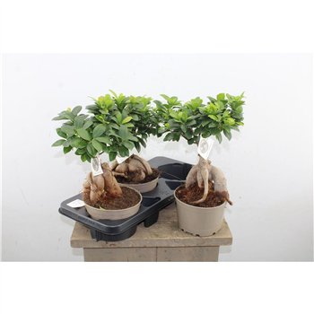 Fikus microcarpa ginseng Ginseng 45cm 20cm Q2447
