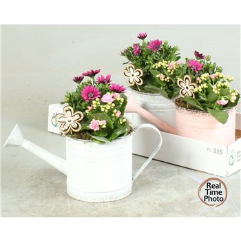 Nasad gardenplants Outdoor In Watercan 35cm 36cm Q2589