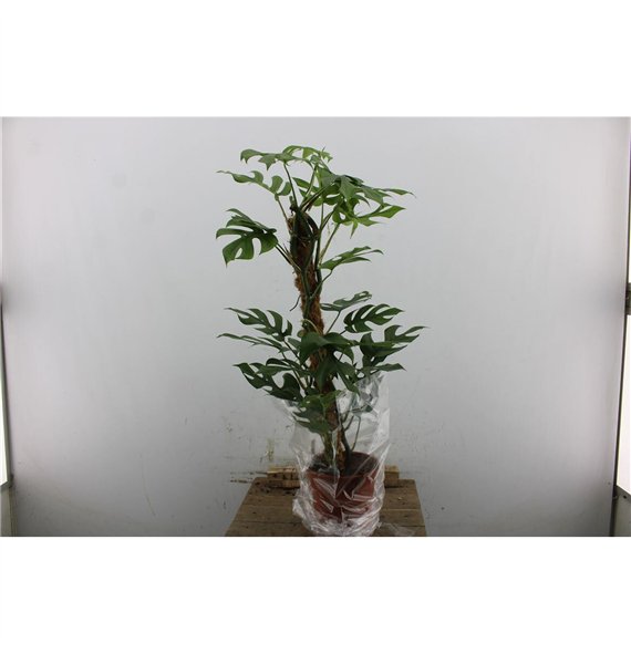 Monstera piccolo Minima 90cm 19cm Q3331