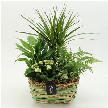 Nasad ESCR-2642W Essentials 5 pp 50cm 23cm Q4702