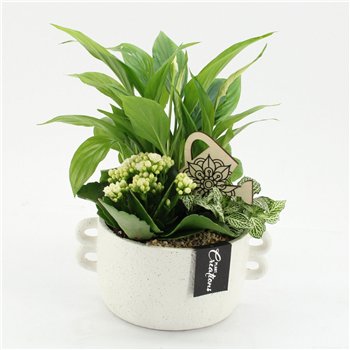 Nasad ESCR-2638W Essentials 3 pp 35cm 20cm Q4704