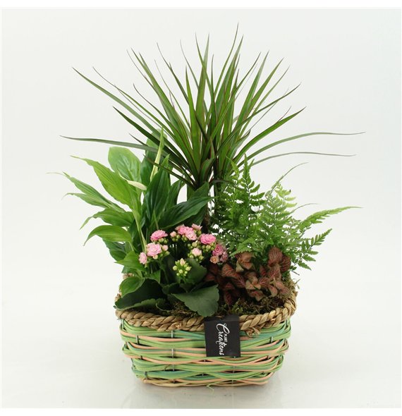 Nasad ESCR-2642RZ Essentials 5 pp 50cm 23cm Q4706