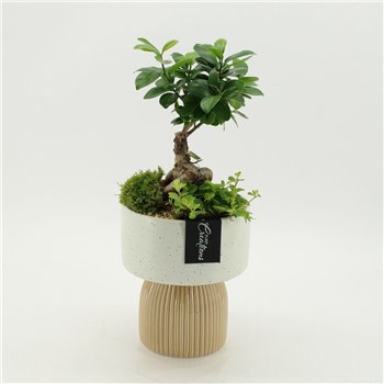 Nasad GRCR-2629 Green Essentials 2 pp 45cm 16cm Q4736