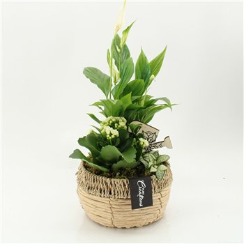 Nasad ESCR-2612W Essentials 3 pp 40cm 18cm Q4738