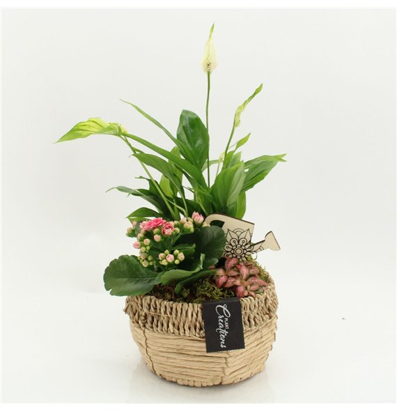 Nasad ESCR-2612RZ Essentials 3 pp 40cm 18cm Q4740