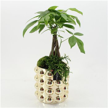 Nasad GRCR-2666 Green Essentials 2 pp 55cm 18cm Q4748