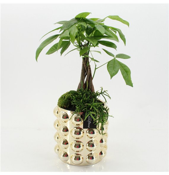 Nasad GRCR-2666 Green Essentials 2 pp 55cm 18cm Q4748