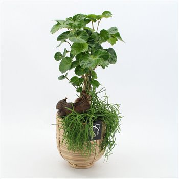 Nasad GRCR-2631 Green Essentials 2 pp 50cm 16cm Q4752