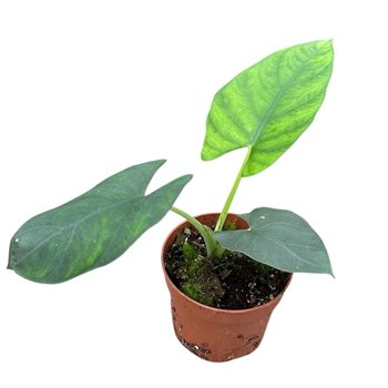 Alokazija Scabriuscula 1 pp 15cm 10.5cm Q199