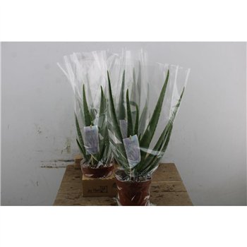 Aloe vera Vera P14 45cm 14cm Q260