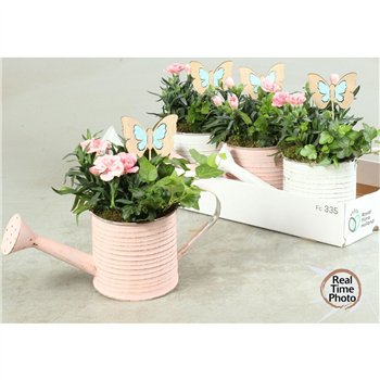 Nasad gardenplants Outdoor In Watercan 30cm 31cm Q2590