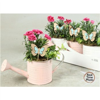 Nasad gardenplants Outdoor In Water Can 30cm 31cm Q2591