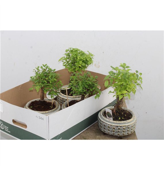 Bonsaj mix 30cm 18cm Q4212