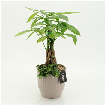 Nasad GRCR-2663 Green Essentials 2 pp 45cm 14cm Q4750