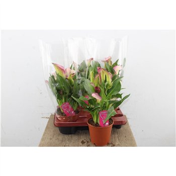 Kala Dynasty 8+ 35cm 14cm Q4854