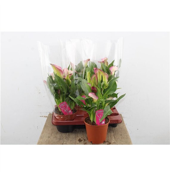 Kala Dynasty 8+ 35cm 14cm Q4854