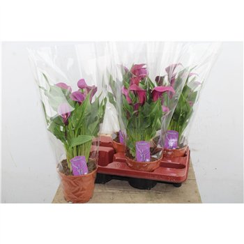 Kala Purple 8+ 45cm 14cm Q4855