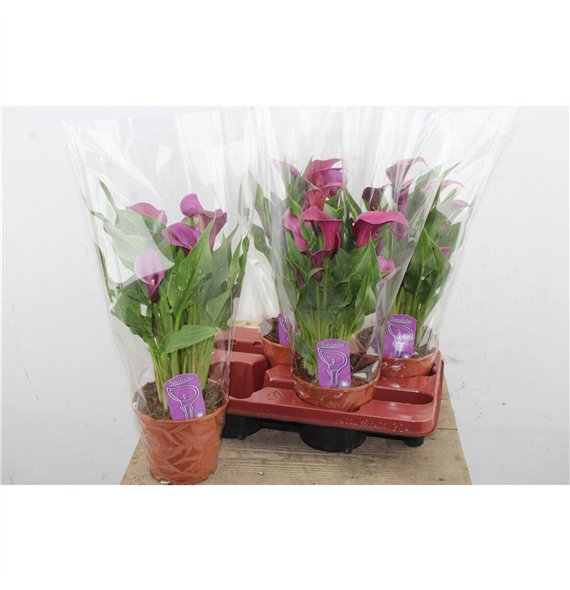 Kala Purple 8+ 45cm 14cm Q4855