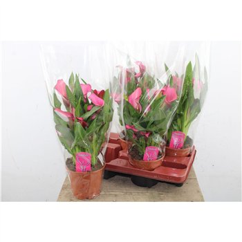 Kala zazu Zazu 8+ 45cm 14cm Q4856