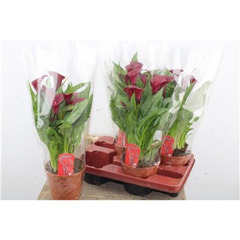 Kala royal valentine Royal Valentine 8+ 45cm 14cm Q4857