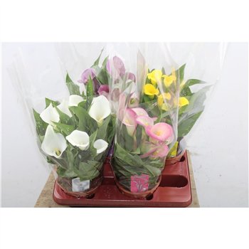 Kala mix 4 colours Mix 6+ 45cm 14cm Q4860