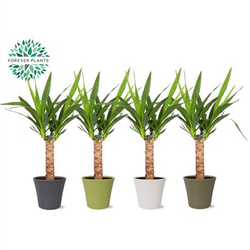 Juka p14  30 cm (2+ heads) in COCO ceramic 1 pp 60cm 14cm Q4901