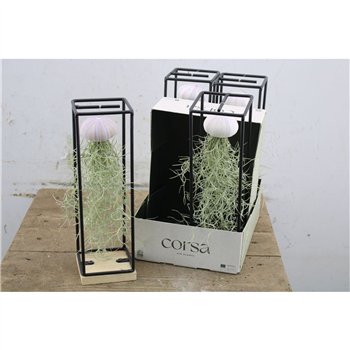Tillandsia arrangement Nasad Schelp Hangframe 35cm 9cm Q5023